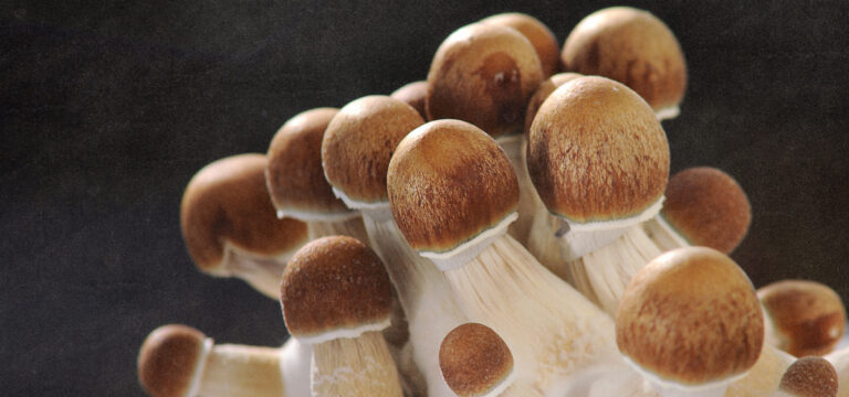 Alaska Ballot Proposal Aims to Decriminalize Natural Psychedelics