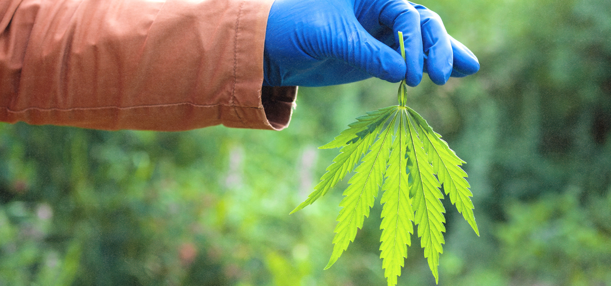 Study: Hemp-Based Insecticide Prevents Harmful Beetles In Chicken Farms