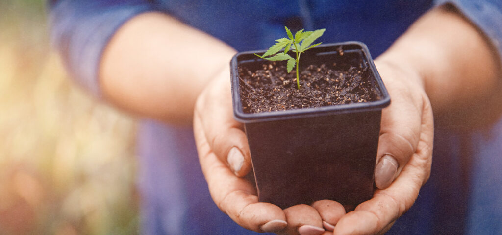 California Gov. Vetoes Bill to Let Some Cannabis Microbusinesses Ship Directly to Patients