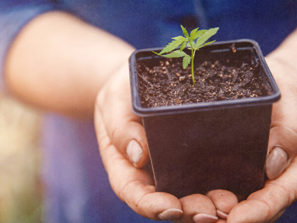 California Gov. Vetoes Bill to Let Some Cannabis Microbusinesses Ship Directly to Patients