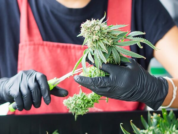 Virginia Releases Draft Rules for Adult-Use Cannabis Market