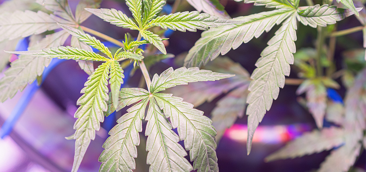 Tulsa Community College Launches Cannabis Industry Programs