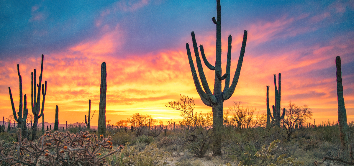 Campaign to Repeal Arizona’s Adult-Use Cannabis Market Shuts Down
