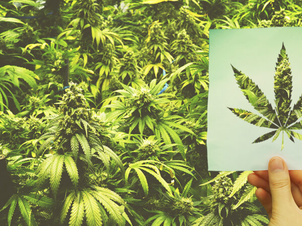 Indiana Gov. Says Federal Medical Cannabis Reclassification Makes State Reforms ‘More Likely’