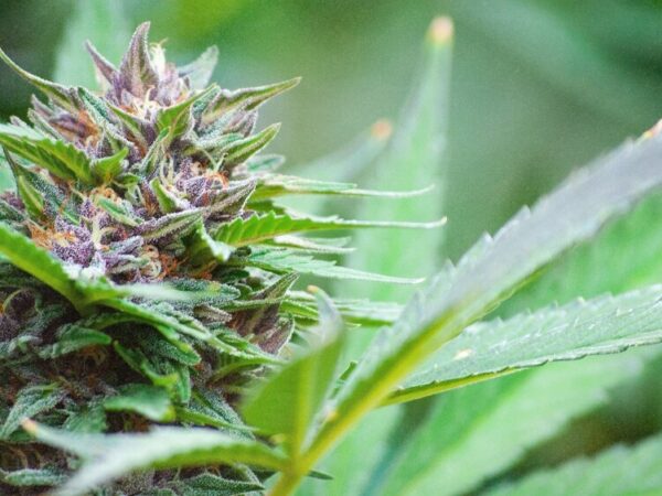 Nebraska Officials Approve First Legal Medical Cannabis Cultivator