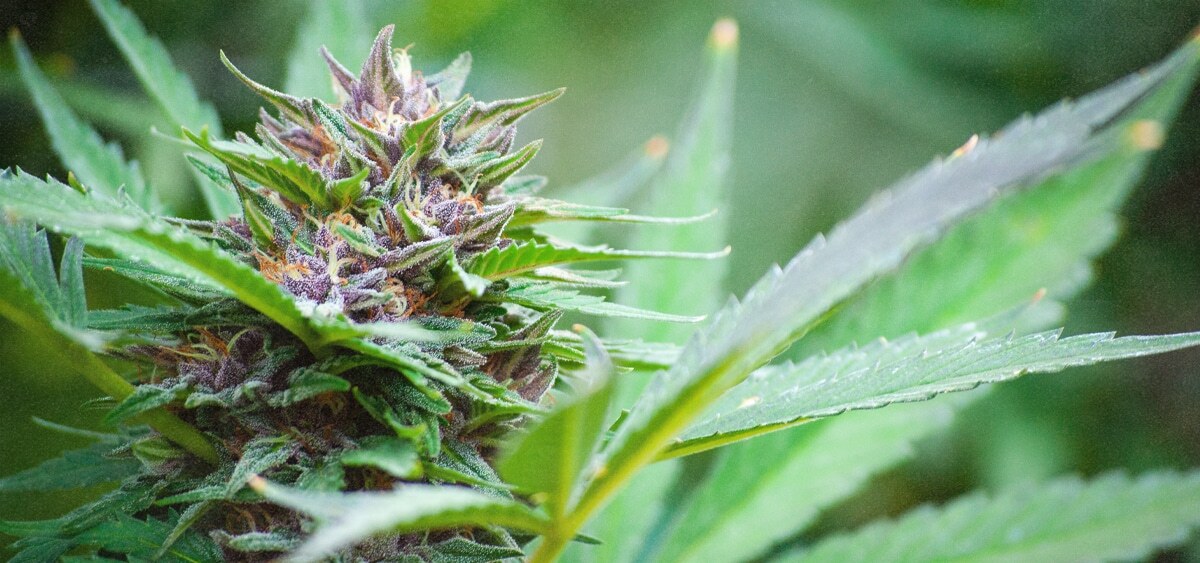 Nebraska Officials Approve First Legal Medical Cannabis Cultivator