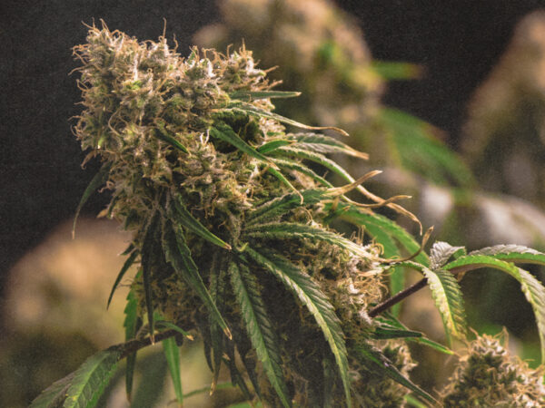 Voluntary Recall Issued for California Cannabis Flower Product That Comes With Figurine