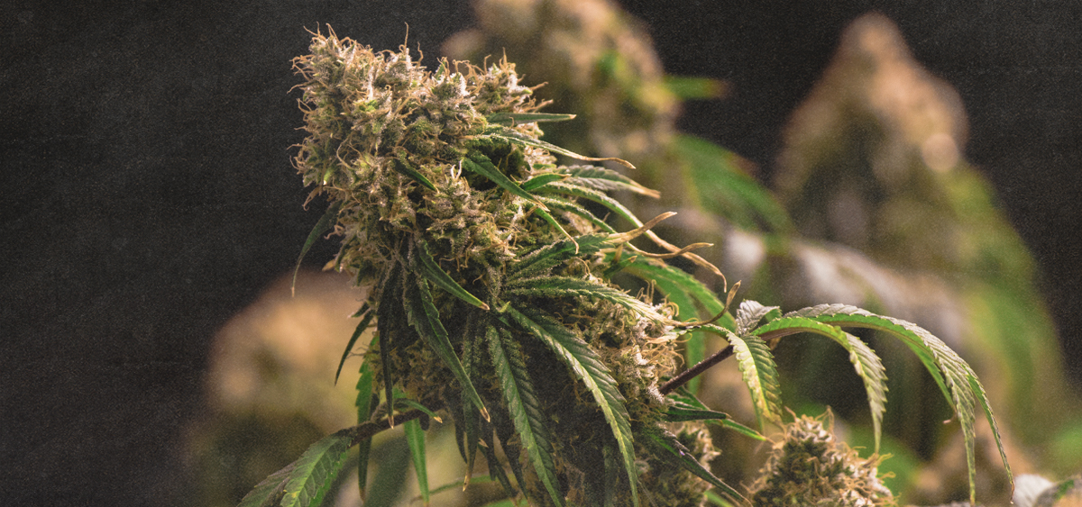 Voluntary Recall Issued for California Cannabis Flower Product That Comes With Figurine