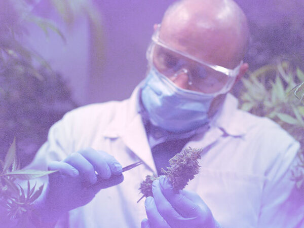 Canadian Government Launches Cannabis and Brain Health Consortium 