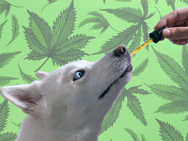 Maryland Bill Allowing Veterinarians to Discuss Cannabis Products for Pets Takes Effect
