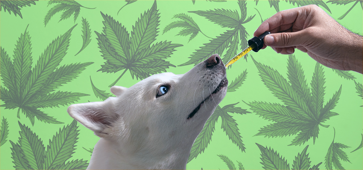 Maryland Bill Allowing Veterinarians to Discuss Cannabis Products for Pets Takes Effect