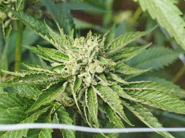 Cannabis Was Canada’s 5th Most Important Cash Crop in 2025 