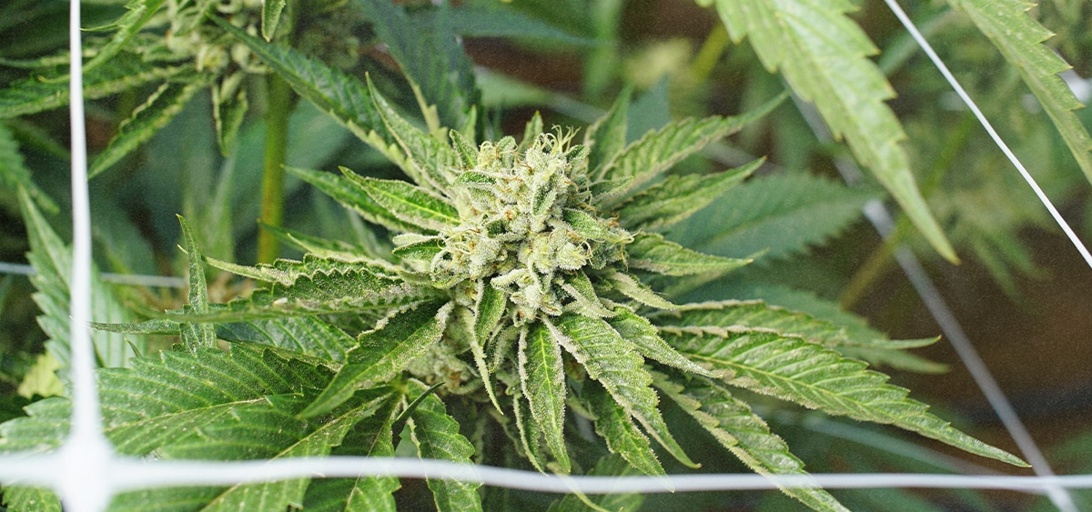 Cannabis Was Canada’s 5th Most Important Cash Crop in 2025 